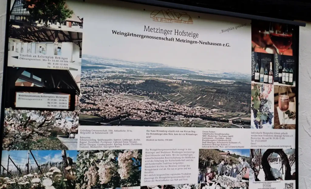 Info Tafel zum Weinbau in Neuhausen.